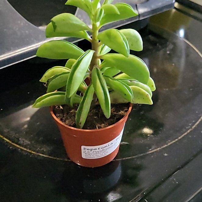 Photo of the plant species Taco Plant by @BoldRedmangrove named Antonio Banderas on Greg, the plant care app