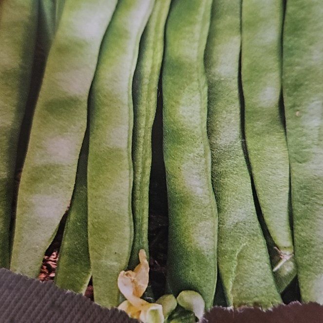 Photo of the plant species Hoya shepherdii by @FinePeanut27 named James Dean on Greg, the plant care app
