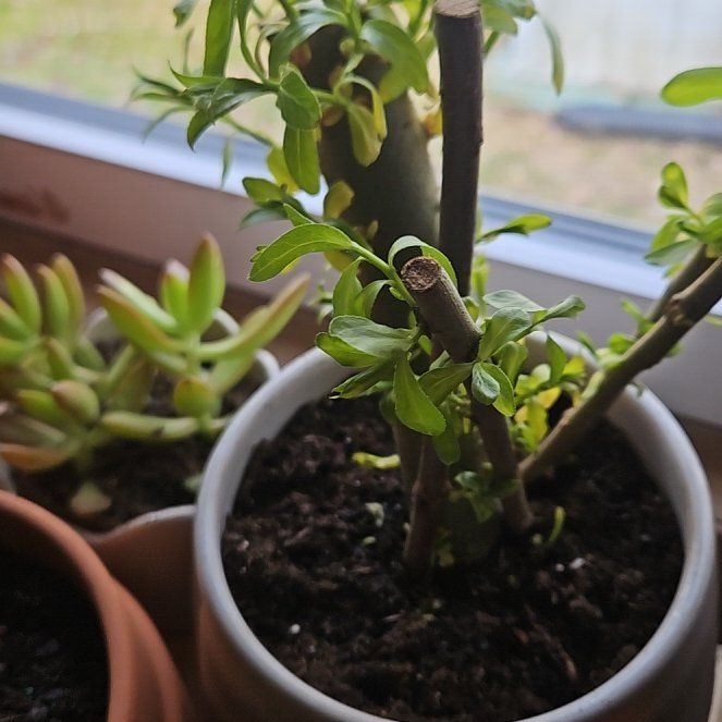 Plant care for Brenia Snowbush on Greg, the plant care app
