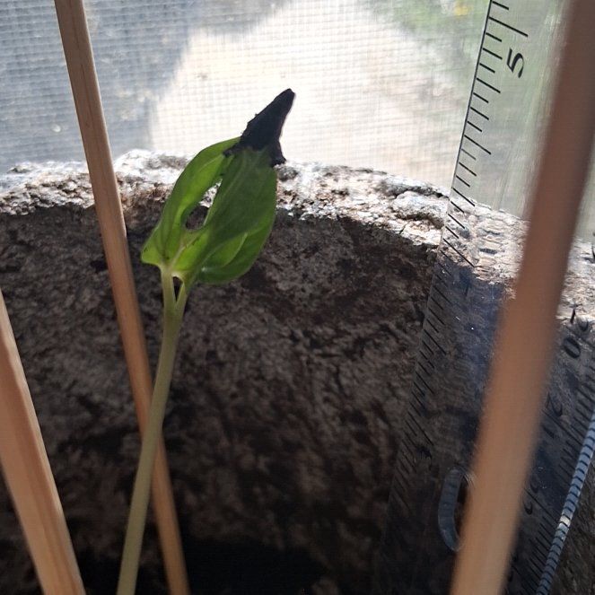 Photo of the plant species Mexican Morning Glory by @SirHope7 named Dax on Greg, the plant care app