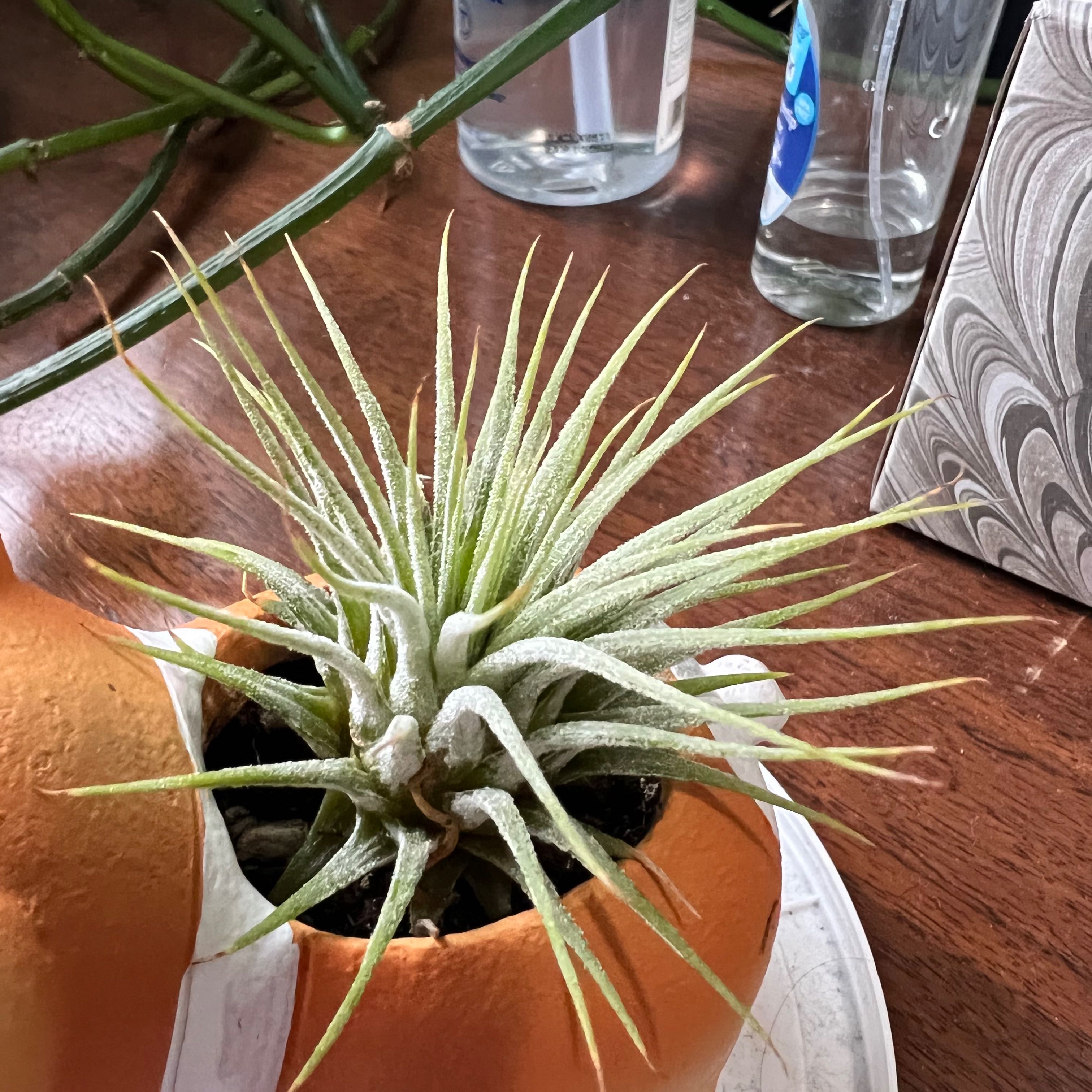 Small Ballmoss plant in a decorative container, well-framed and in focus.