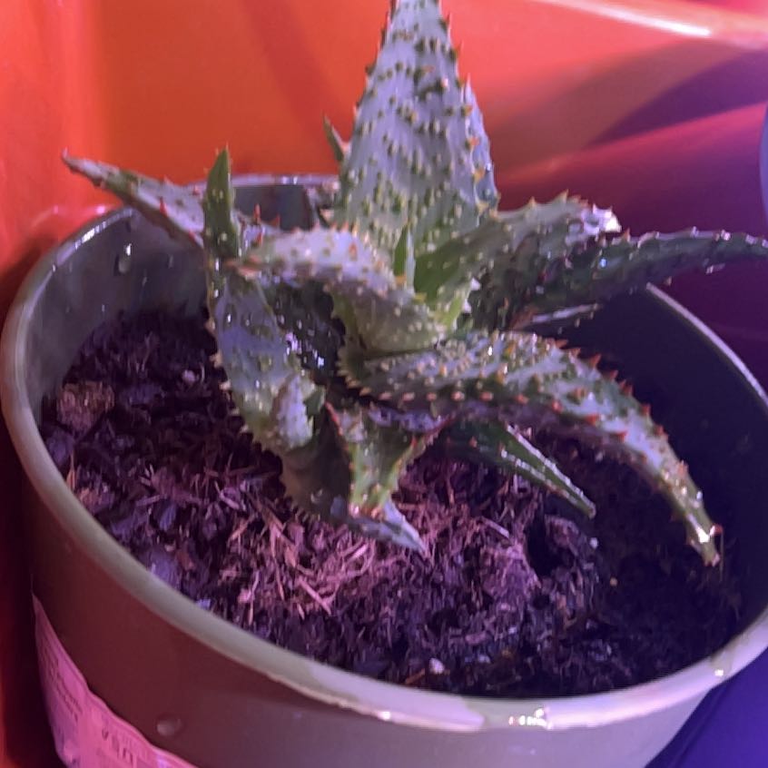 Photo of the plant species Aloe castilloniae 'Blue’ by @FabProlifica62 named Figyonce on Greg, the plant care app