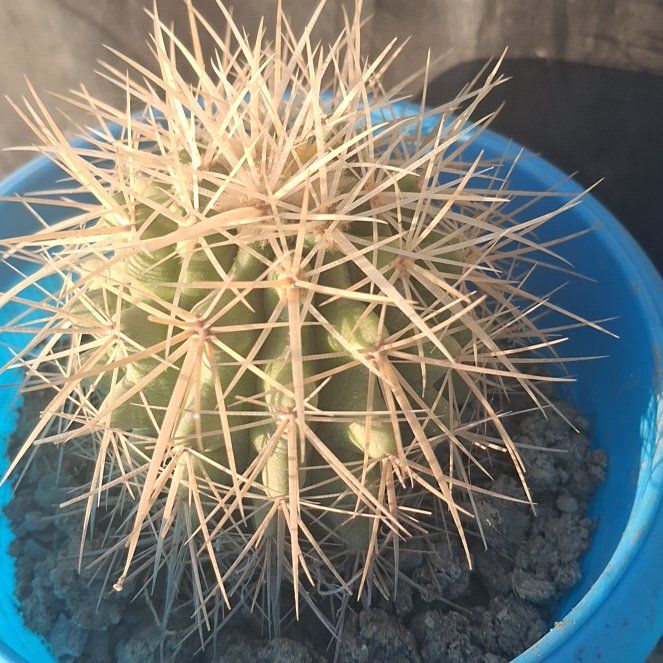 Photo of the plant species White Barrel Cactus by @GutsyBetel39 named Orlando Bloom on Greg, the plant care app