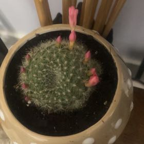 Photo of the plant species Rebutia miniscula by @CoolBubbleplant named Rosa on Greg, the plant care app
