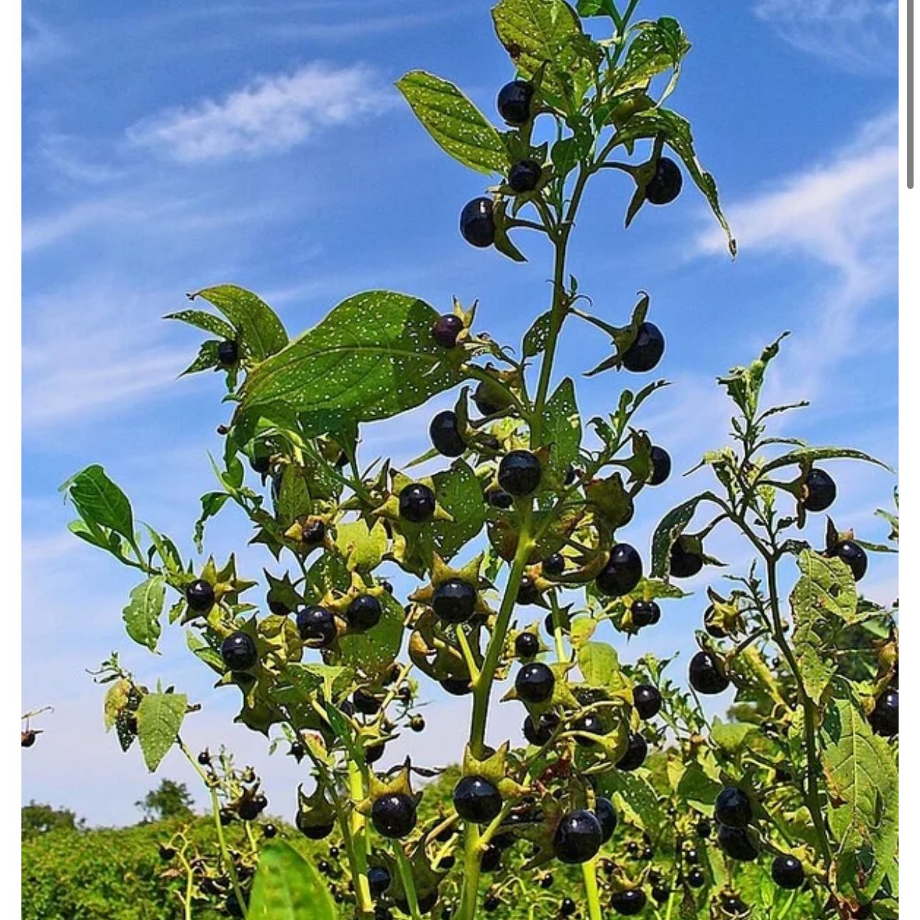 Photo of the plant species Belladonna by @LucentAppletree named Giulia on Greg, the plant care app