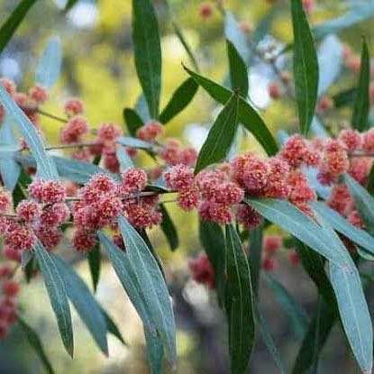 Photo of the plant species Yellow Wattle by @SpicyCacaotree named Sol on Greg, the plant care app