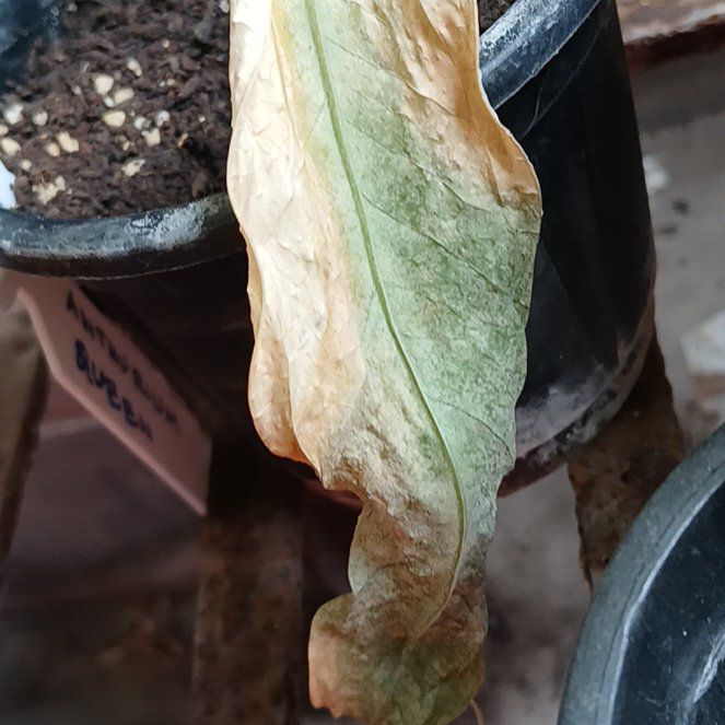 Photo of the plant species Anthurium Queen by @BigBarley39 named Surajit Gupta on Greg, the plant care app