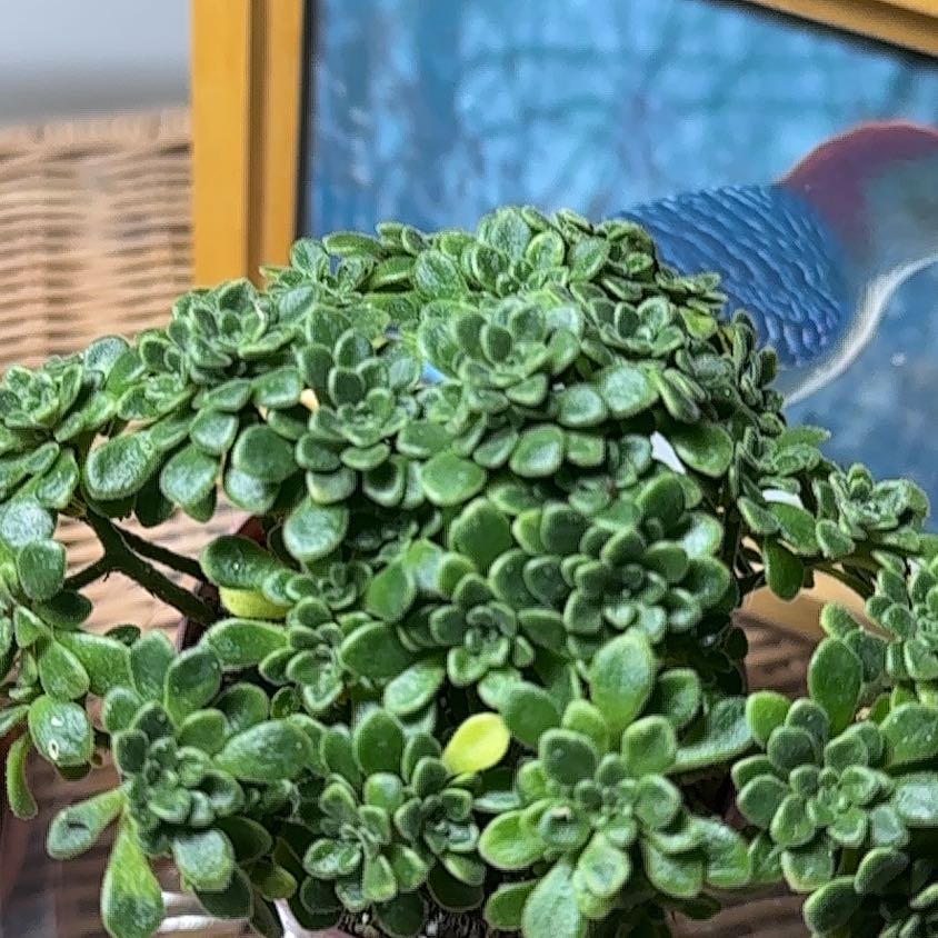 Photo of the plant species Irish Boquet by @ZestfulWildrice named Mollie on Greg, the plant care app