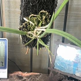 Photo of the plant species Lady of the Night by @ZestfulWildrice named Queen on Greg, the plant care app
