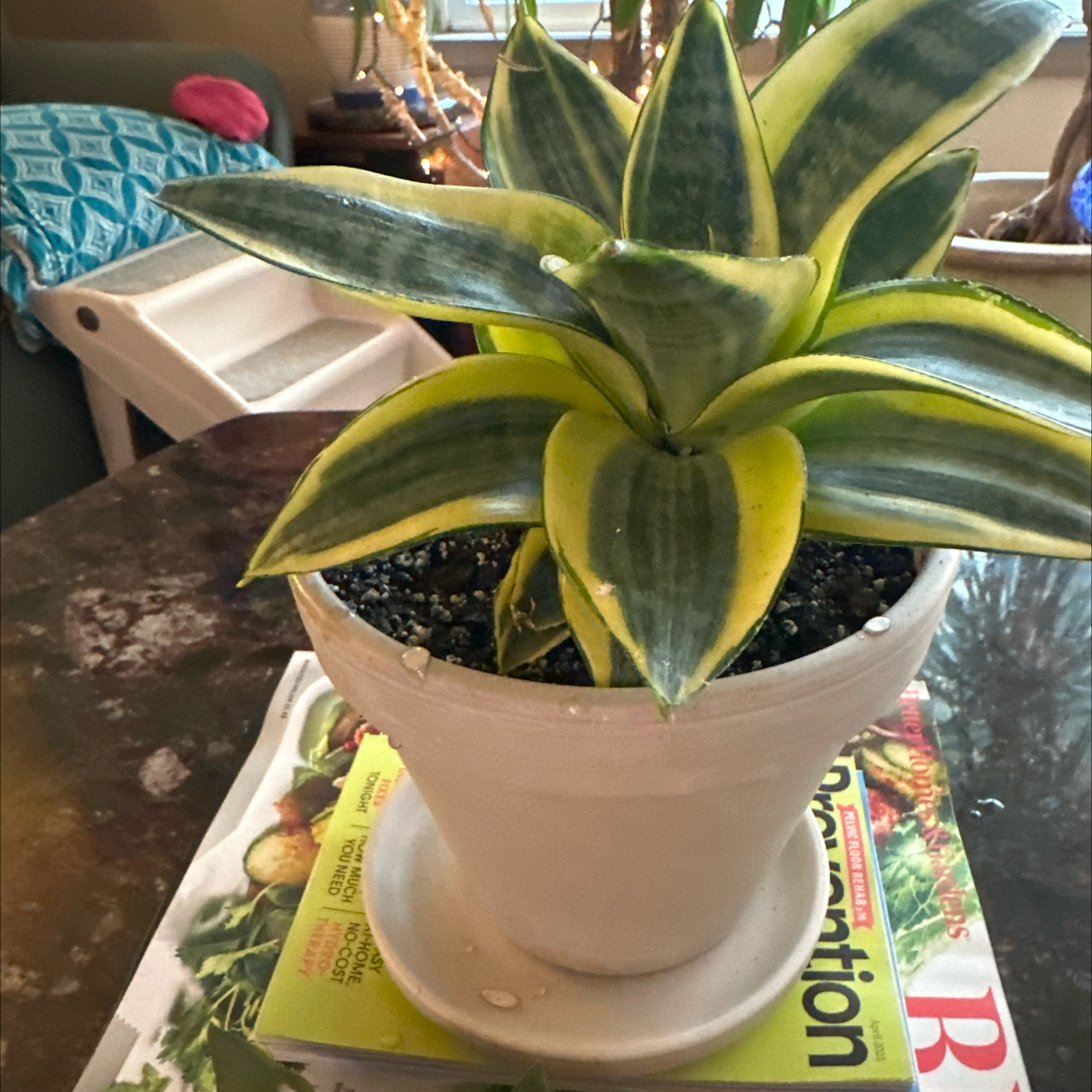 Photo of the plant species sanseviera trifasciata 'golden hahnii' by @ZestfulWildrice named Daphne on Greg, the plant care app