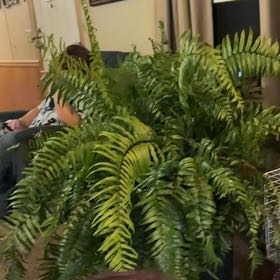 Photo of the plant species Macho Fern by @SirShadbush54 named Amador on Greg, the plant care app