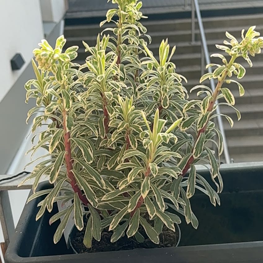 Photo of the plant species Silver Swan Euphorbia by @ZestyPileasugar named Gomez on Greg, the plant care app