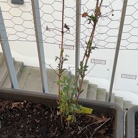 Photo of the plant species Clematis by @ZestyPileasugar named Khaleesi on Greg, the plant care app