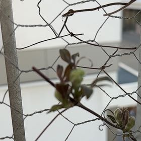 Photo of the plant species Clematis patens subsp. tientaiensis by @ZestyPileasugar named Beyonce on Greg, the plant care app