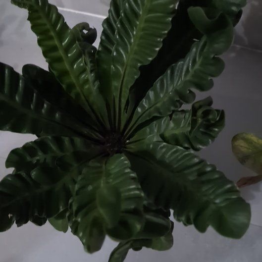 Photo of the plant species Cobra Fern by @VividPapaya22 named Cobra on Greg, the plant care app