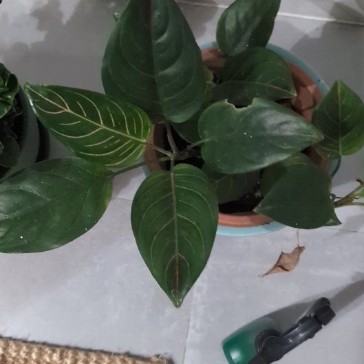 Photo of the plant species Chocolate Aglaonema by @VividPapaya22 named Oscar on Greg, the plant care app