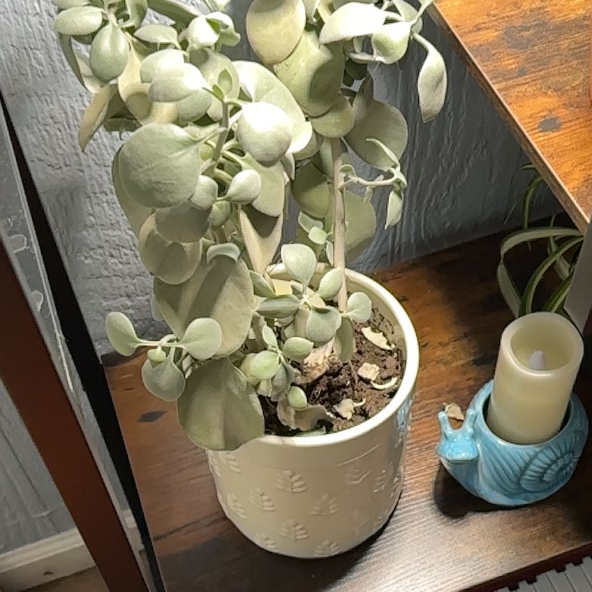 Photo of the plant species Silver Spoon by @CapableGollum12 named Terra on Greg, the plant care app