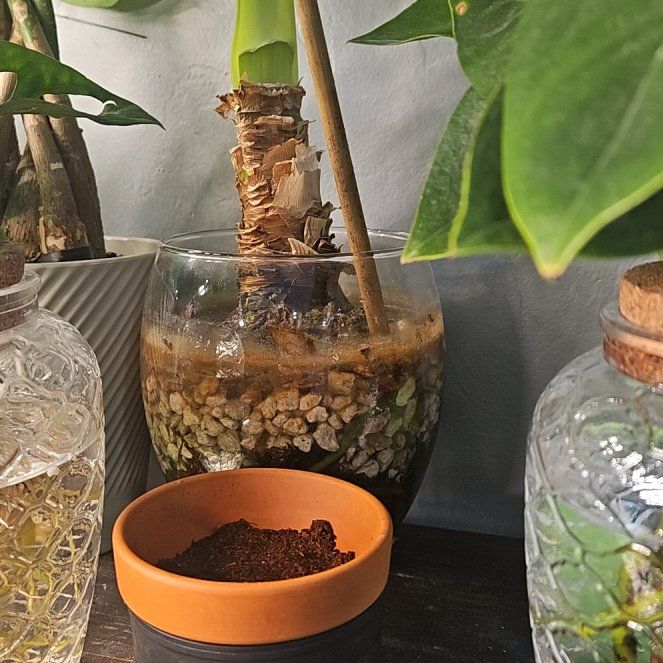 Photo of the plant species Amaryllis by @RoundBalsamfir named Maya on Greg, the plant care app