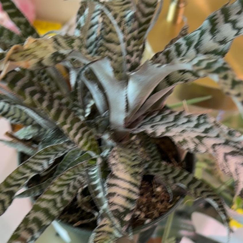 Photo of the plant species Bromeliad by @Dannie415 named Versailles on Greg, the plant care app