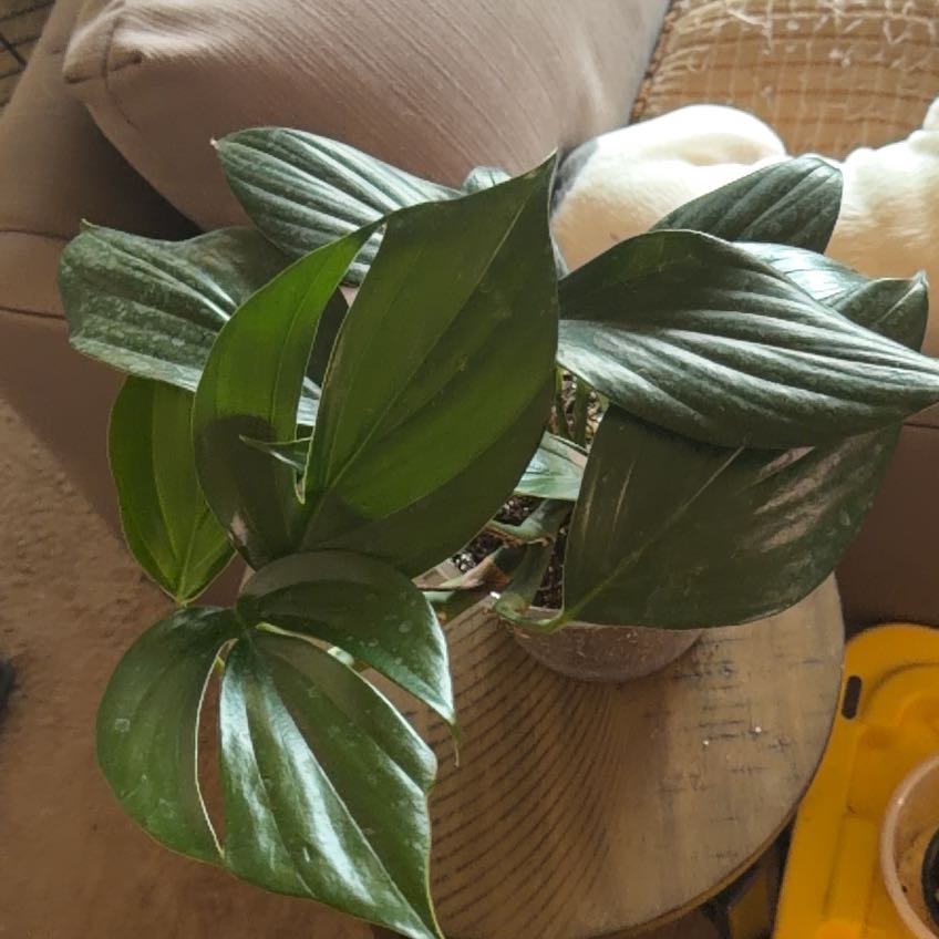 Photo of the plant species dragon tail by @Dannie415 named Tairn on Greg, the plant care app