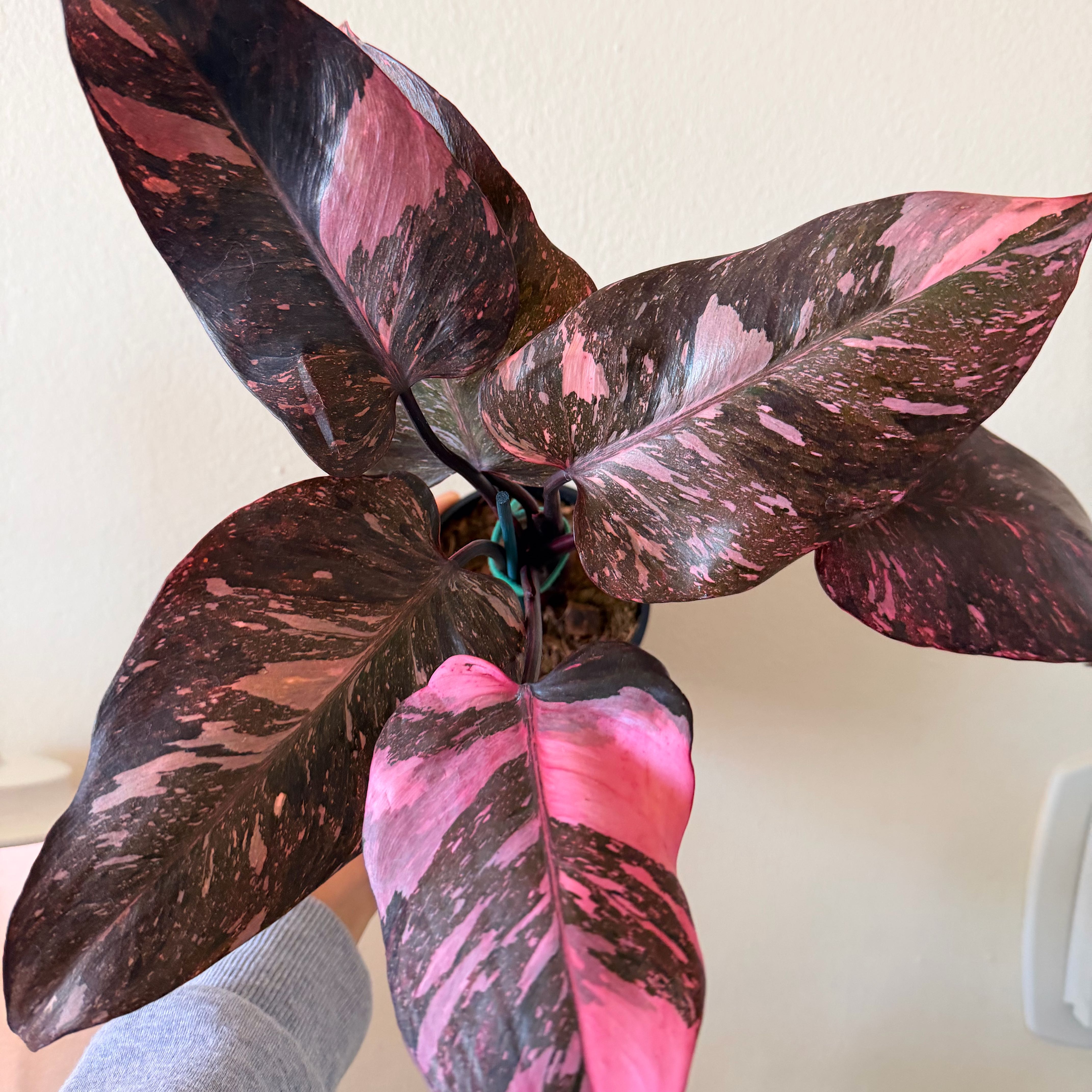Photo of the plant species Pink Princess Galaxy by @Dannie415 named Luma on Greg, the plant care app