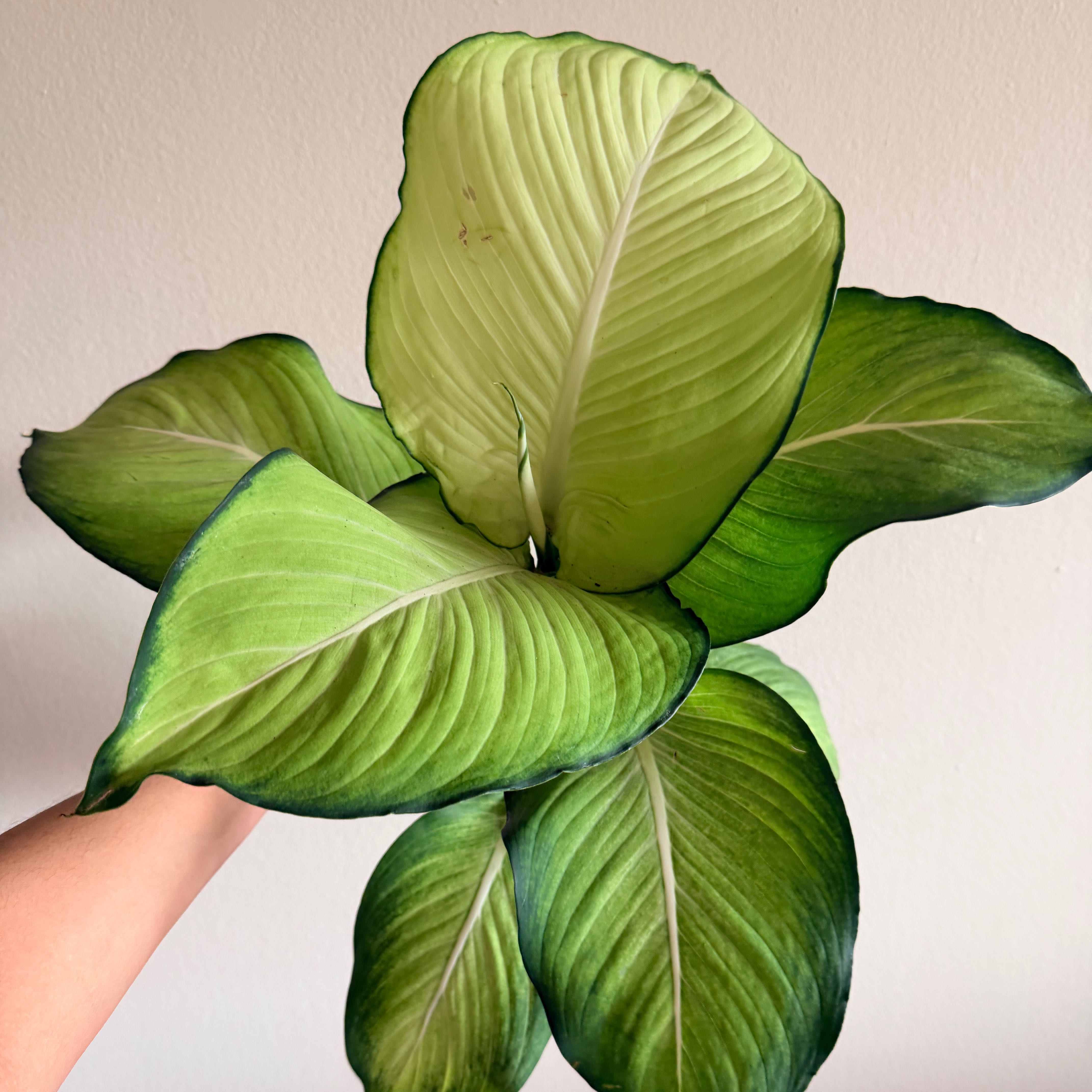 Photo of the plant species Dieffenbachia 'Tropic Marianne' by @Dannie415 named Daphne on Greg, the plant care app