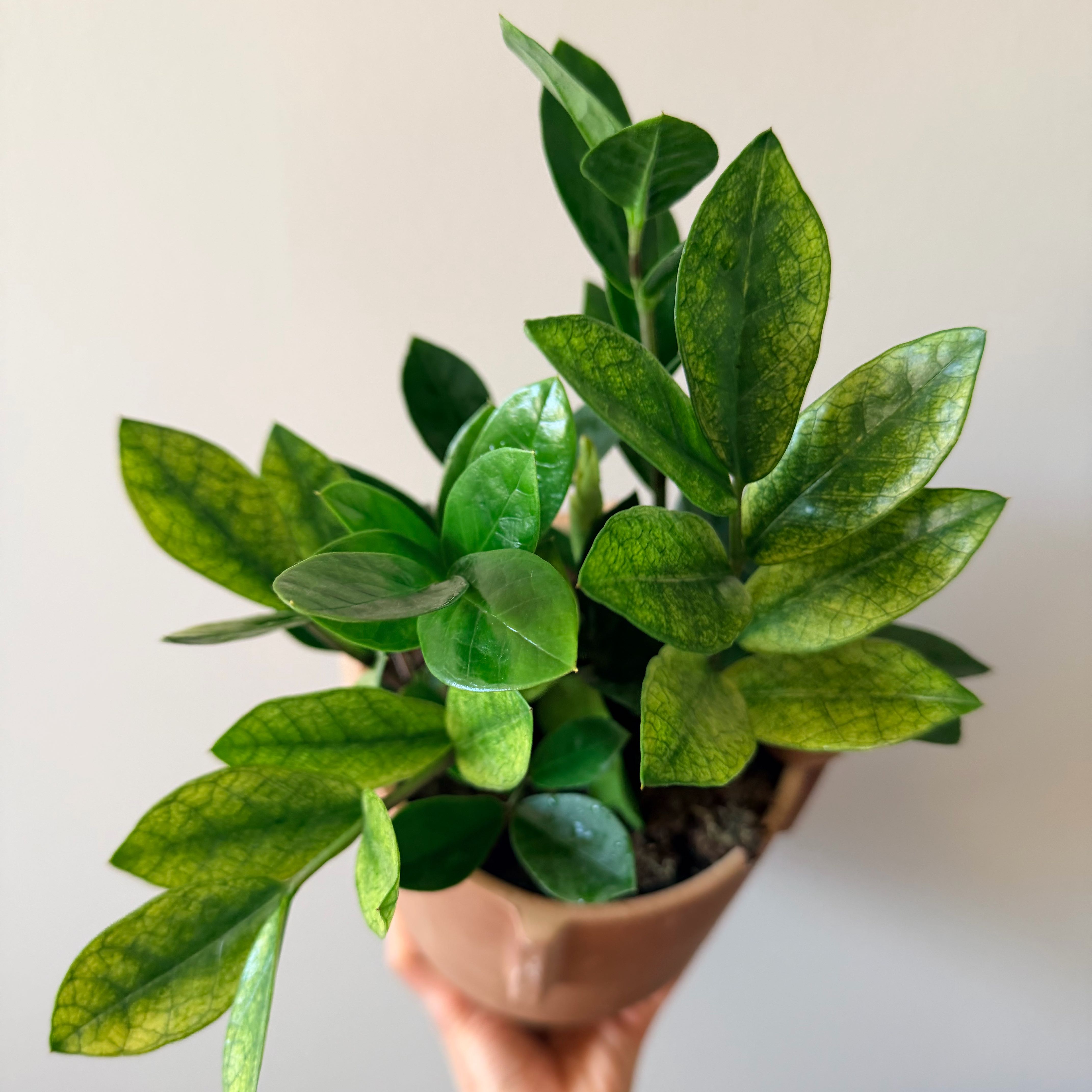 Photo of the plant species ZZ chameleon by @Dannie415 named Sanders on Greg, the plant care app