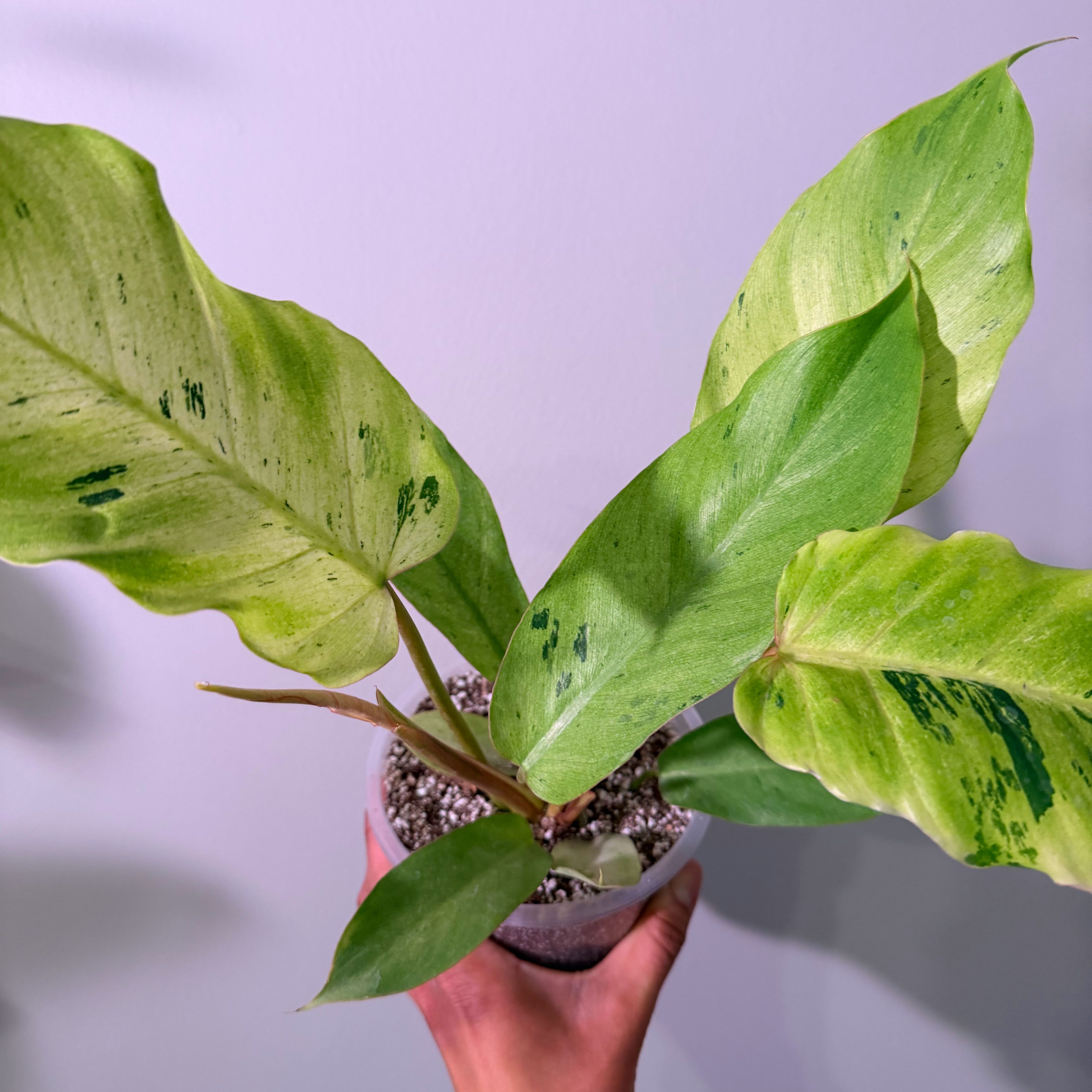 Photo of the plant species Philodendron 'Snow Drift' by @Dannie415 named Koi on Greg, the plant care app