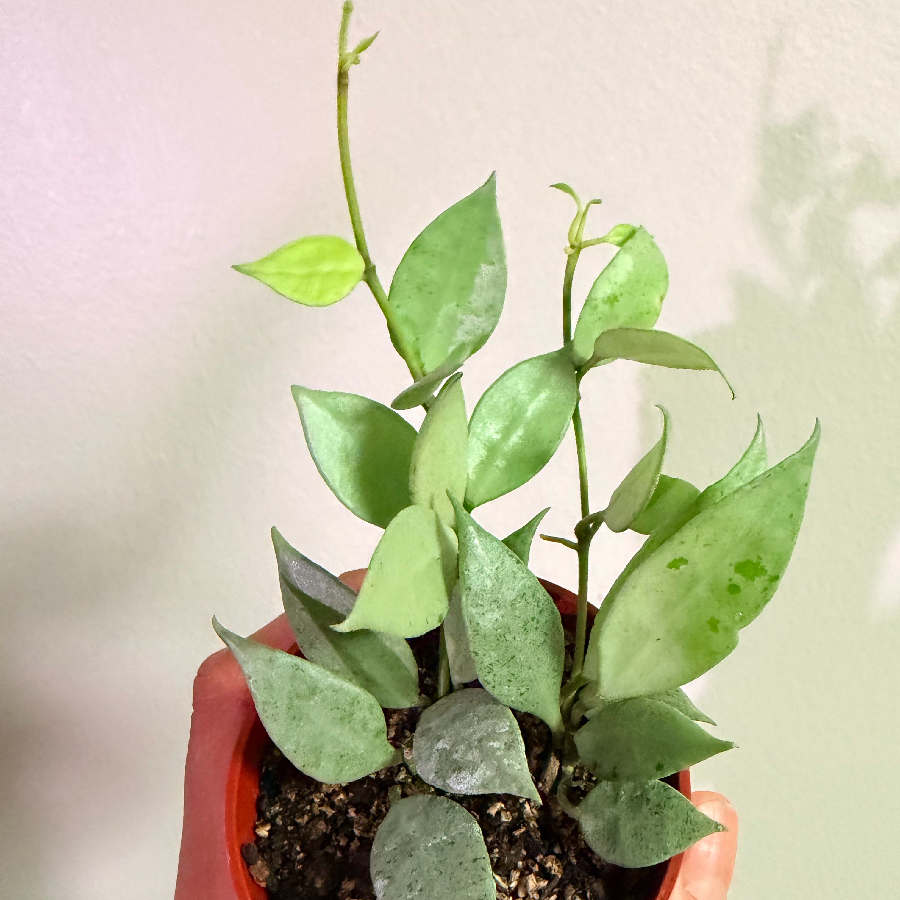 Photo of the plant species Hoya khroniana Silver Splash by @Dannie415 named Draco on Greg, the plant care app