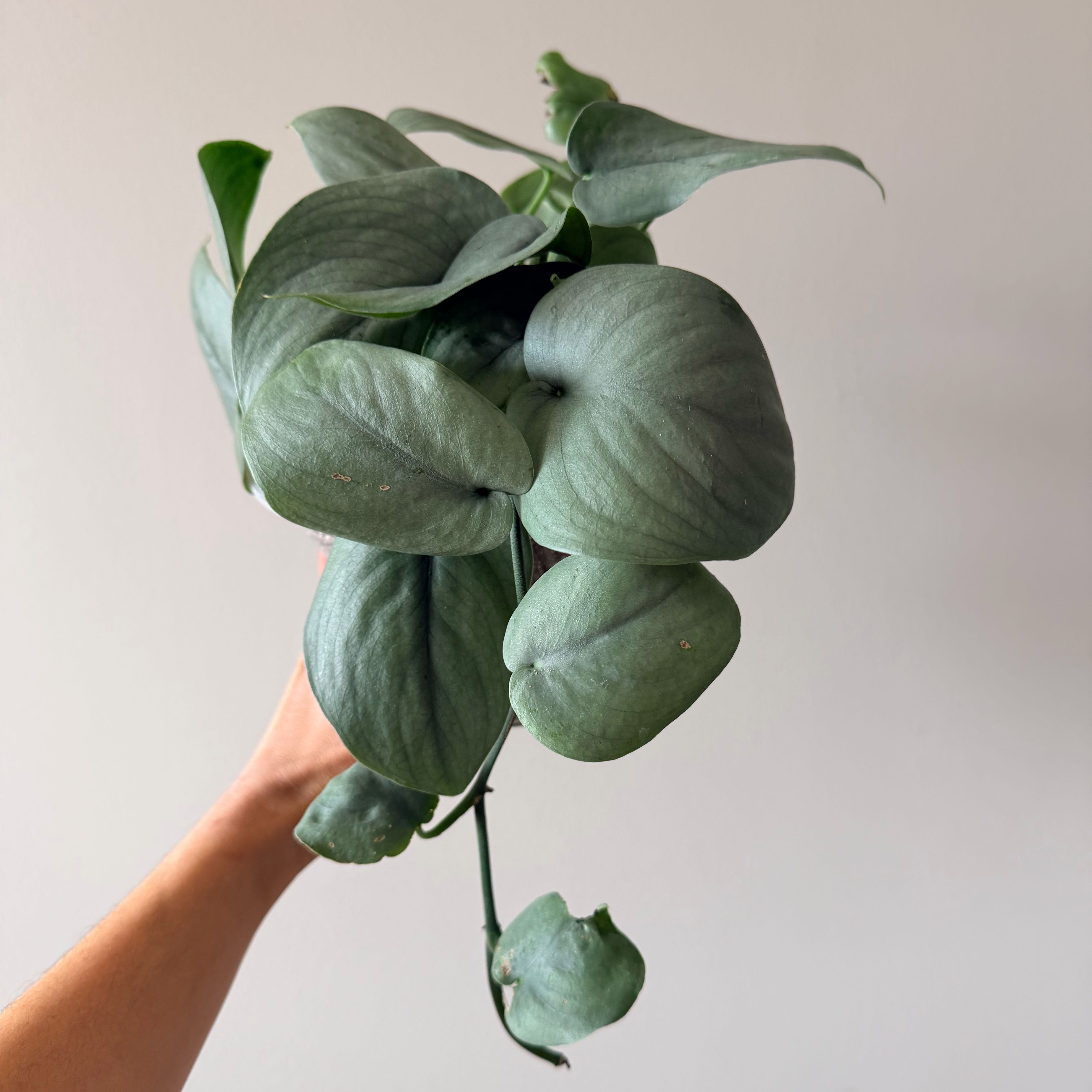 Photo of the plant species Scindapsus pictus 'Silver Hero' by @Dannie415 named Silver Surfer on Greg, the plant care app