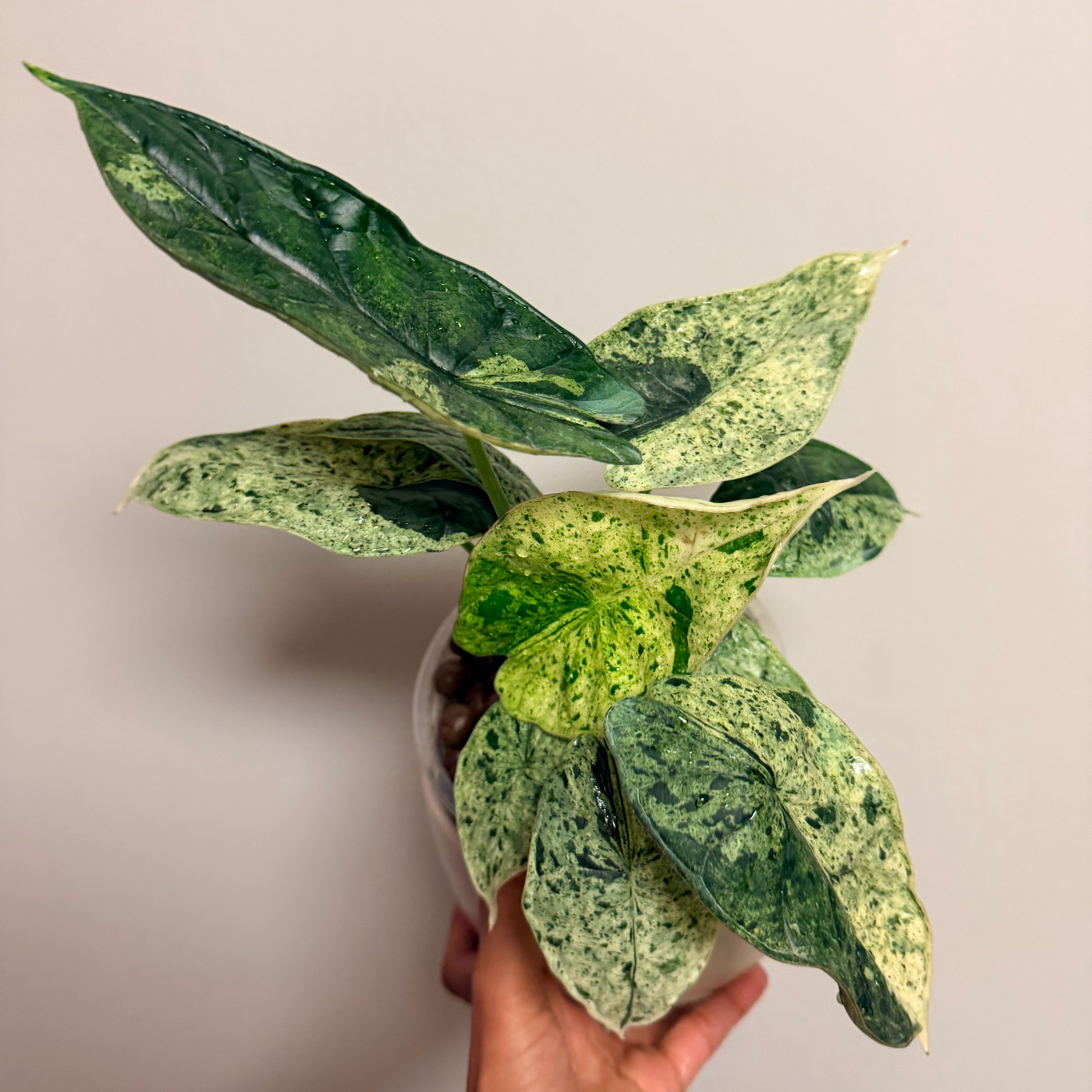 Photo of the plant species Alocasia Dragon Scale Mint by @Dannie415 named Extra on Greg, the plant care app