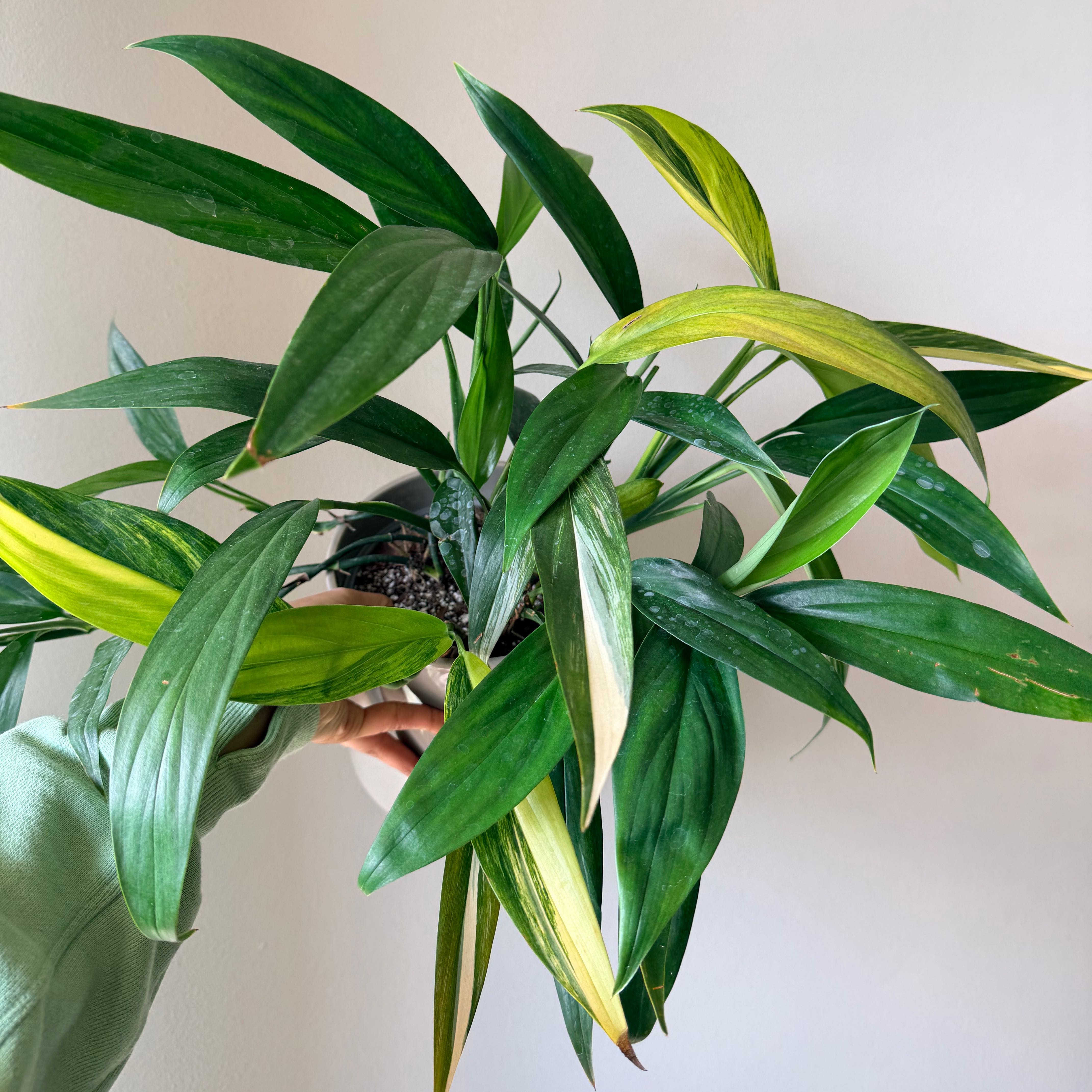 Photo of the plant species Pothos amplifolia by @Dannie415 named Lafayette on Greg, the plant care app