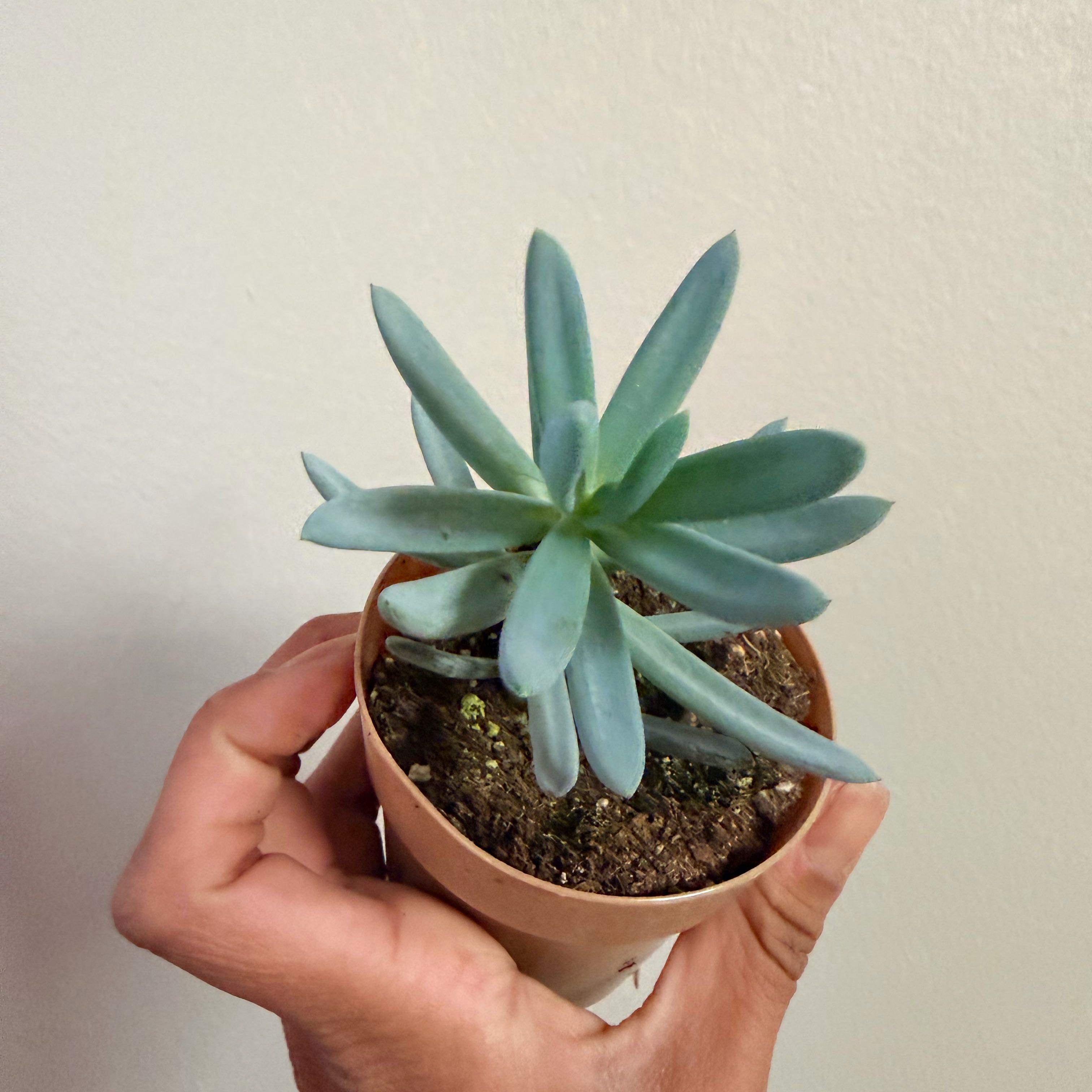 Photo of the plant species Senecio Mandraliscae by @Dannie415 named Penny on Greg, the plant care app