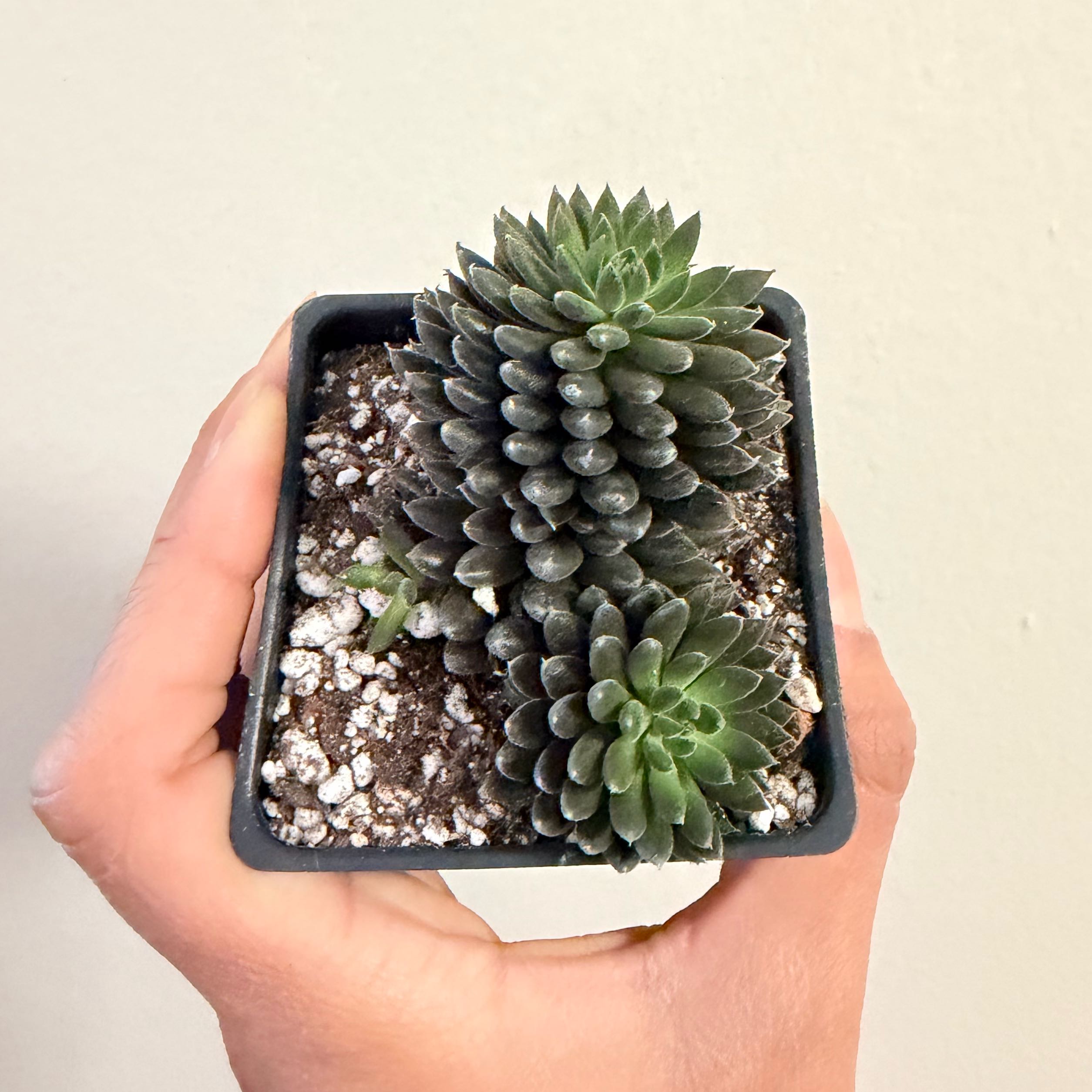 Photo of the plant species Stonecrop by @Dannie415 named Lavender on Greg, the plant care app