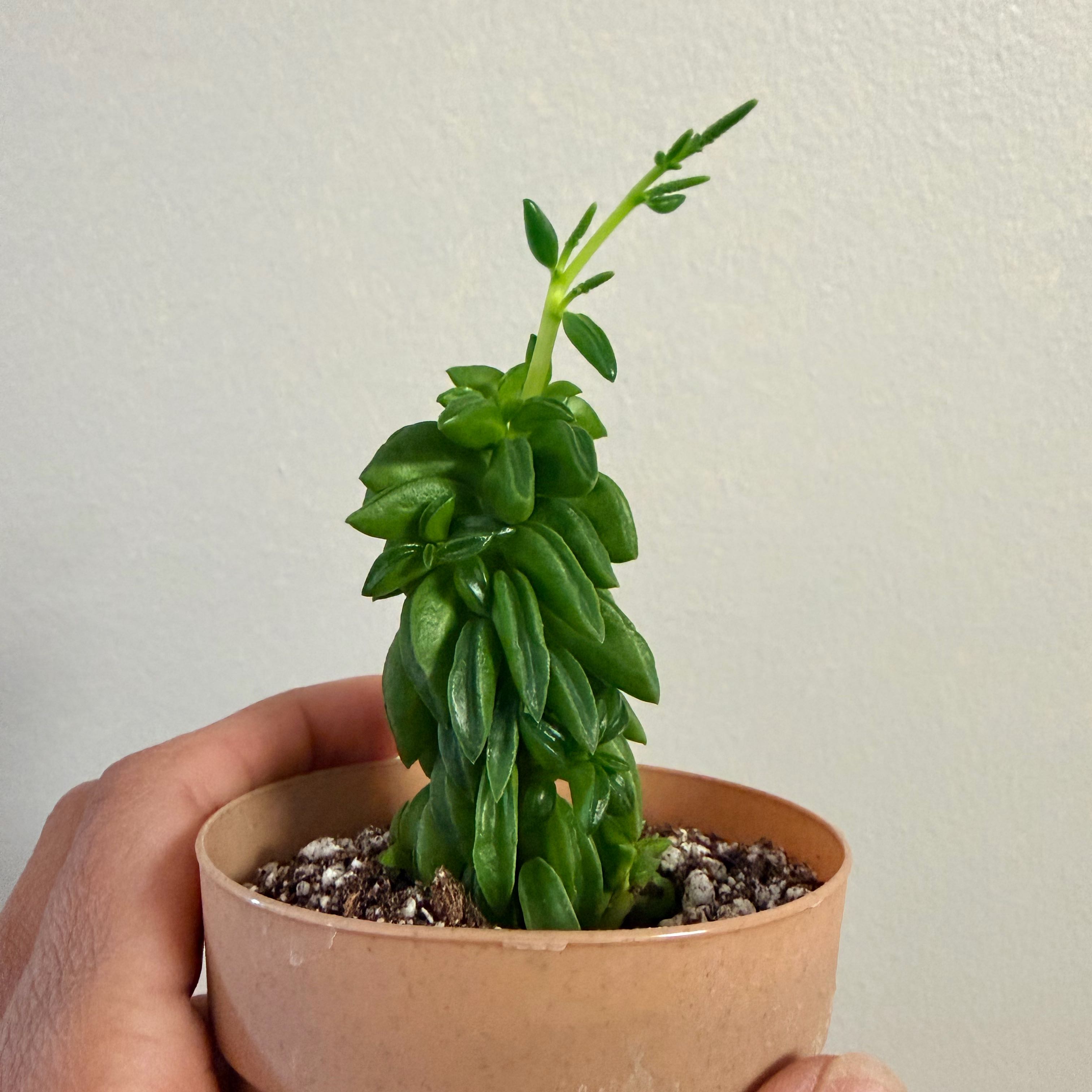 Photo of the plant species Peperomia axillaris by @Dannie415 named Zeus on Greg, the plant care app