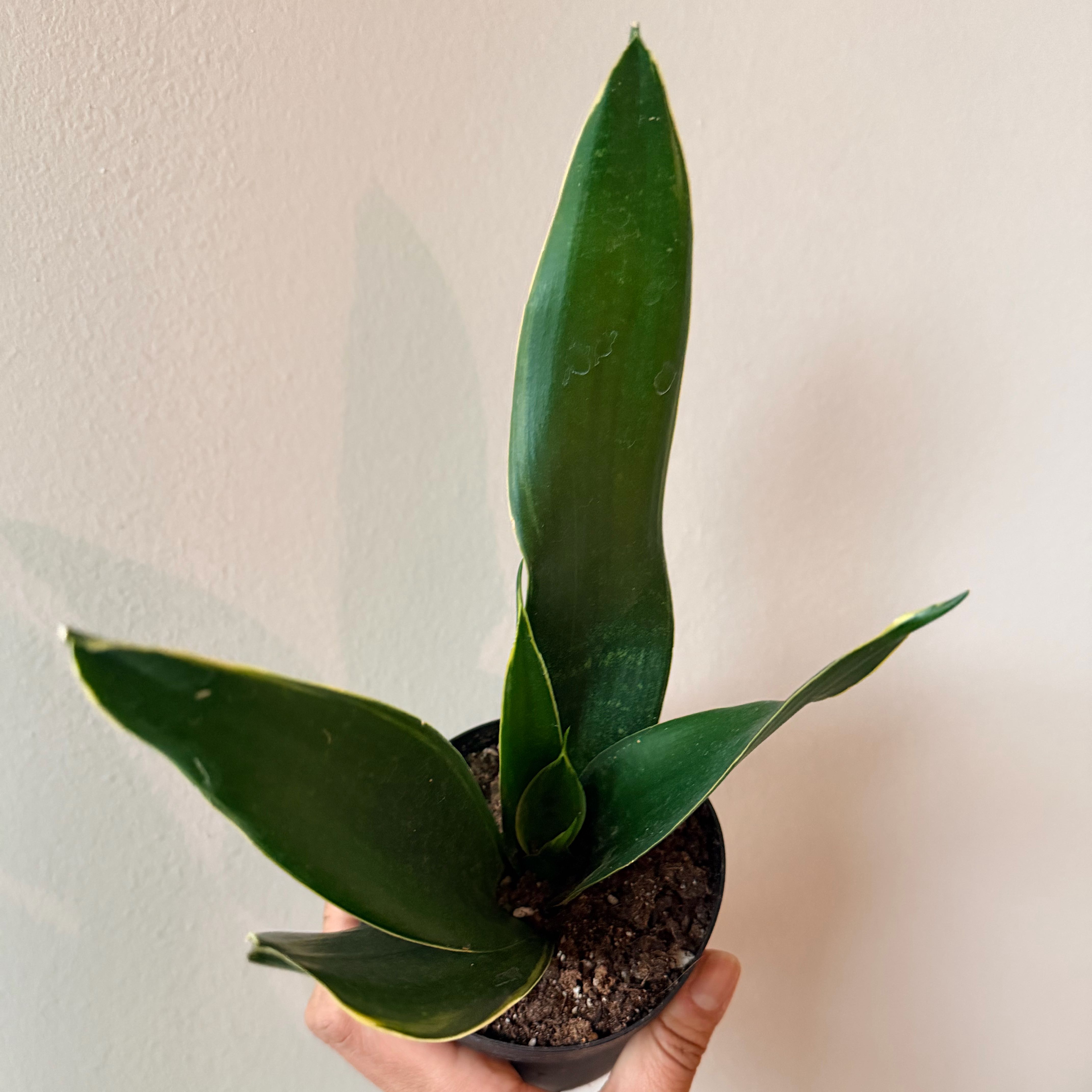 Photo of the plant species Black Diamond by @Dannie415 named Bieber on Greg, the plant care app