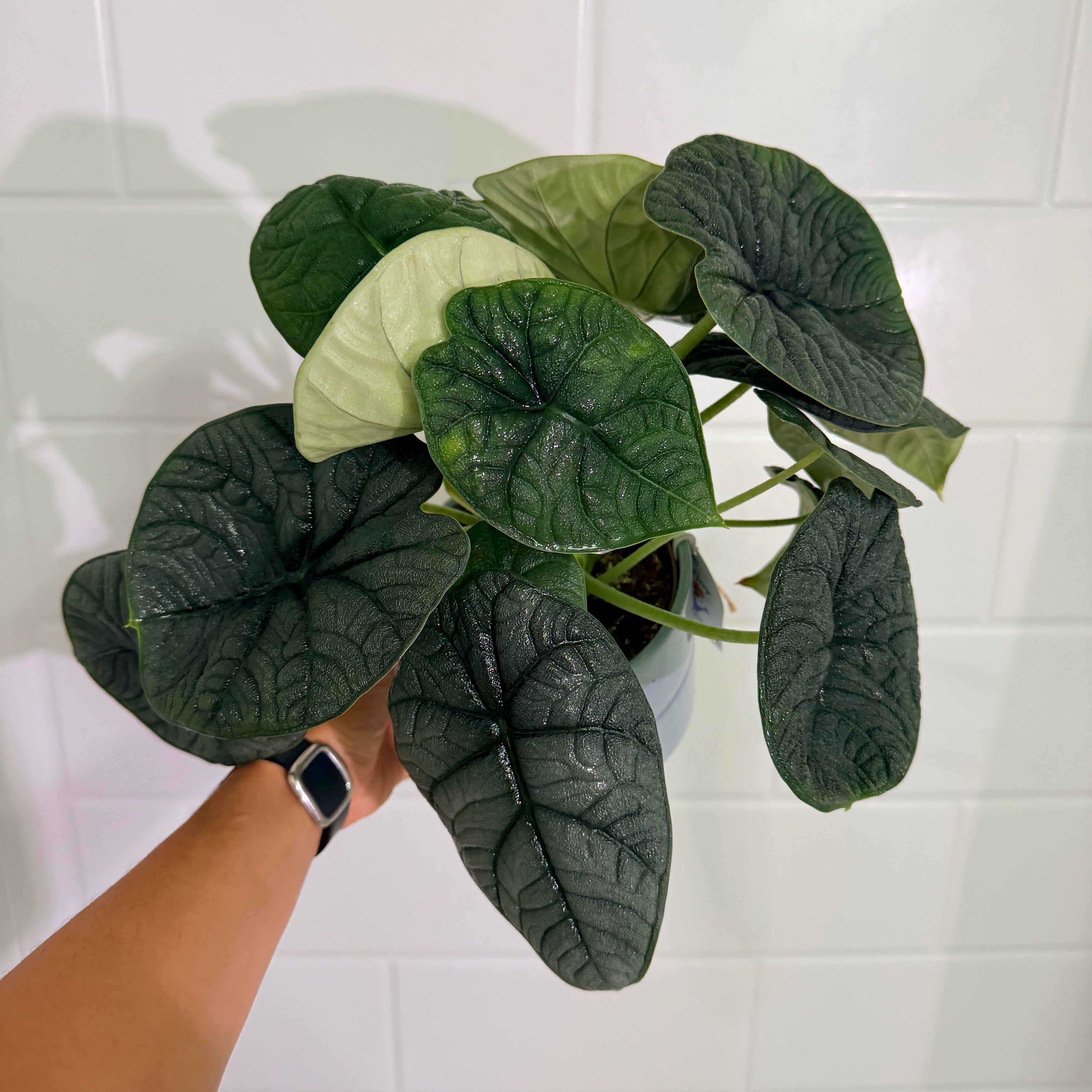 Photo of the plant species Alocasia 'Rugosa' by @Dannie415 named Xenon on Greg, the plant care app