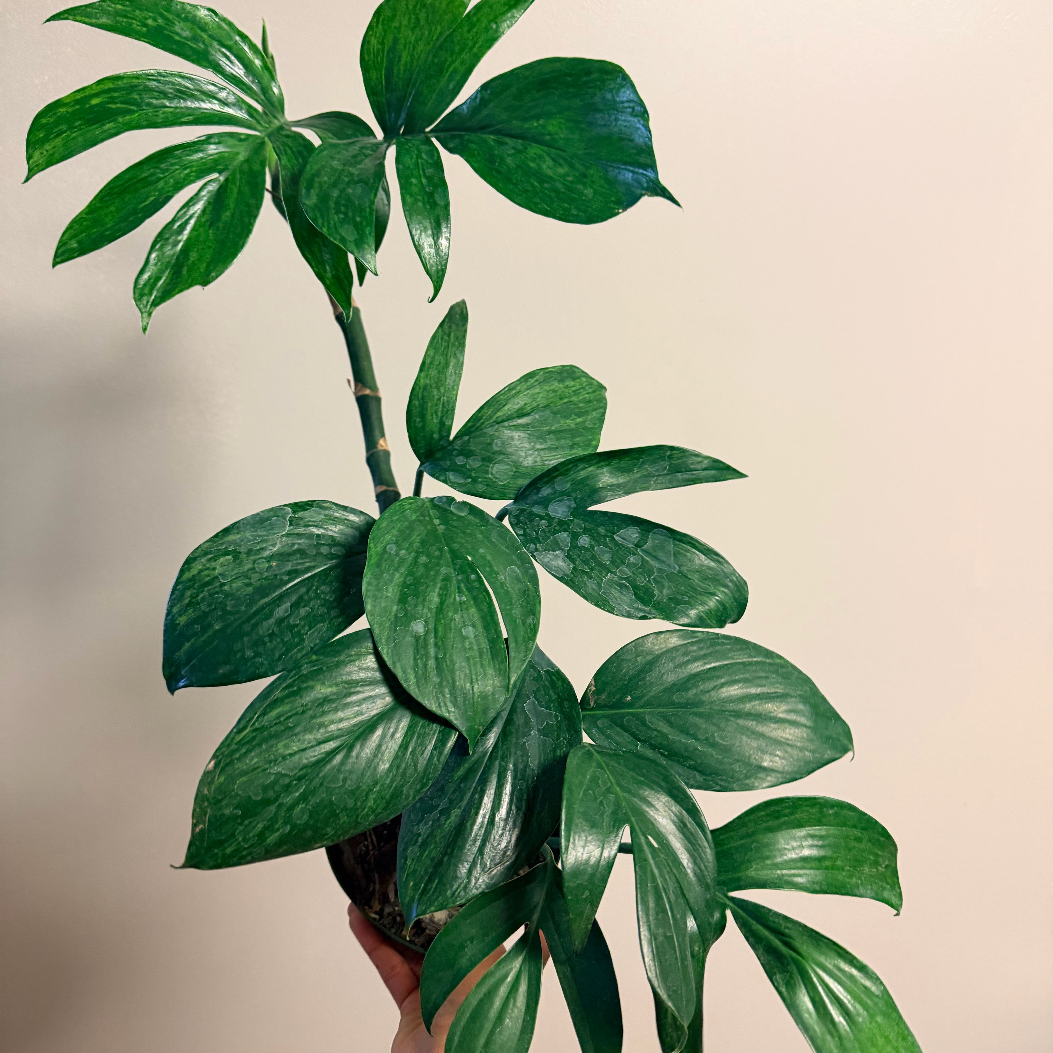 Photo of the plant species Dragon Tail by @Dannie415 named Sorrengail on Greg, the plant care app