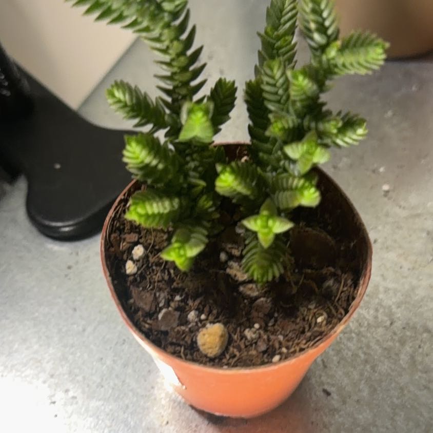 Photo of the plant species Pagoda Mini Jade by @Dannie415 named Cleo on Greg, the plant care app