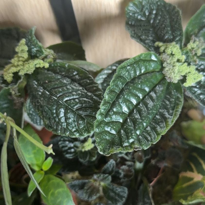 Photo of the plant species Flame Violet by @Dannie415 named Elizabeth Moss on Greg, the plant care app