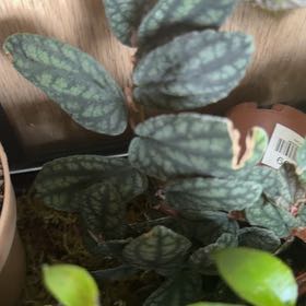 Photo of the plant species Watermelon Pelliona by @Dannie415 named Dolores on Greg, the plant care app