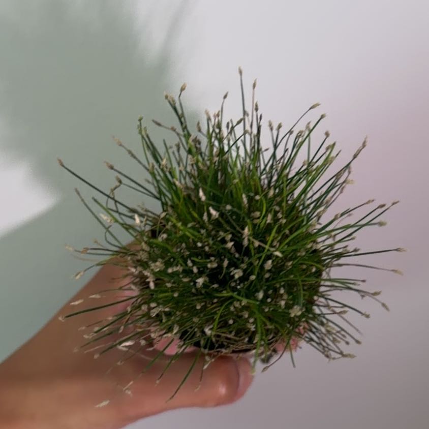 Photo of the plant species Slender Club-Rush by @Dannie415 named Bonnie on Greg, the plant care app