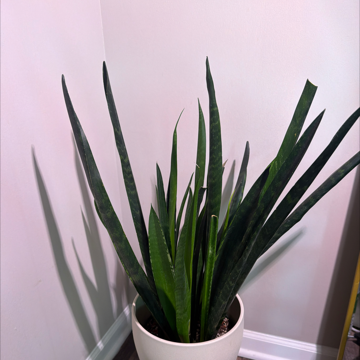 Photo of the plant species Green Mermaid Snake Plant by @Dannie415 named Arielle on Greg, the plant care app