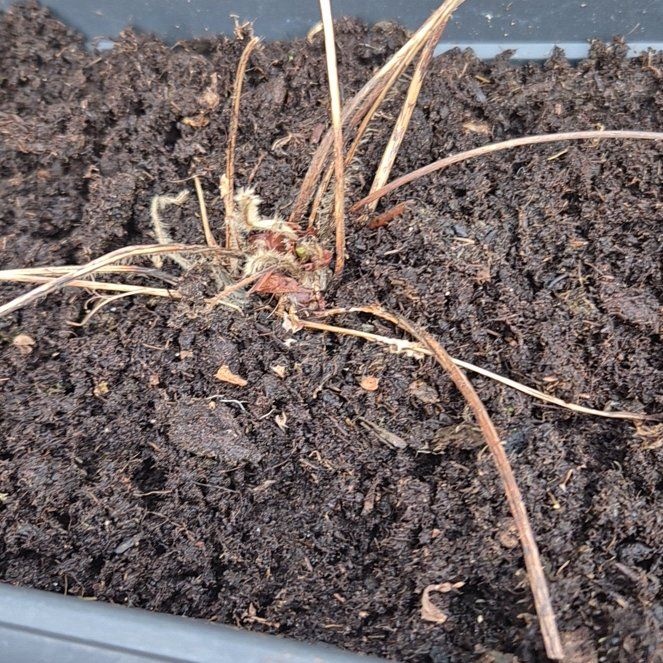 Photo of the plant species Honeoye Strawberry by @JuicyWhitestar named Rosa on Greg, the plant care app