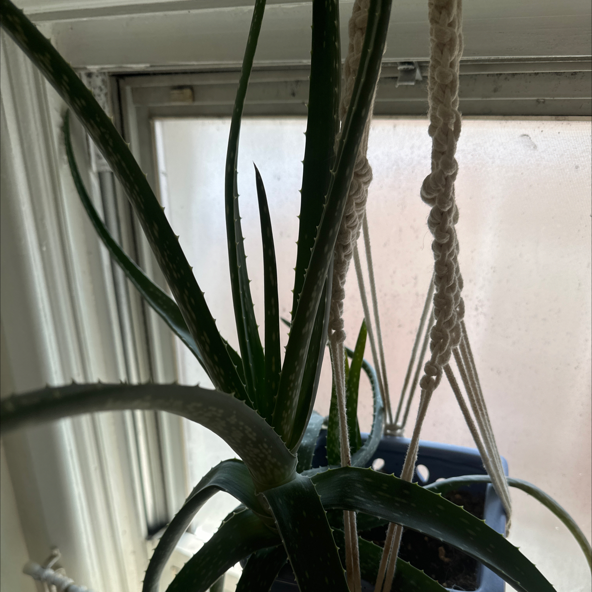 Aloe vera plant photo by @PettyPlants named Pop on Greg, the plant care app.