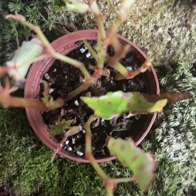 Photo of the plant species Butterfly Begonia by @MarkedBeans44 named Osmo on Greg, the plant care app