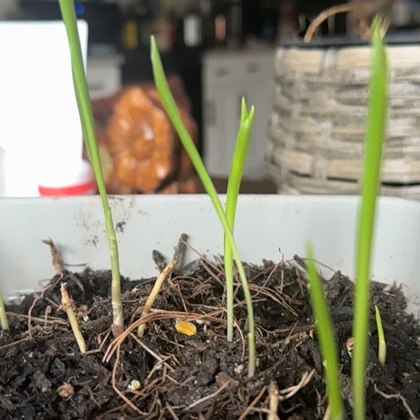 Photo of the plant species Lily of the Valley 'Bridal Choice' by @MarkedBeans44 named Demi on Greg, the plant care app