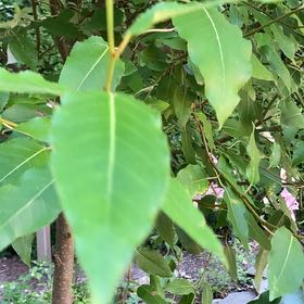 Photo of the plant species Portugal Laurel by @LushGardencress named Bella on Greg, the plant care app
