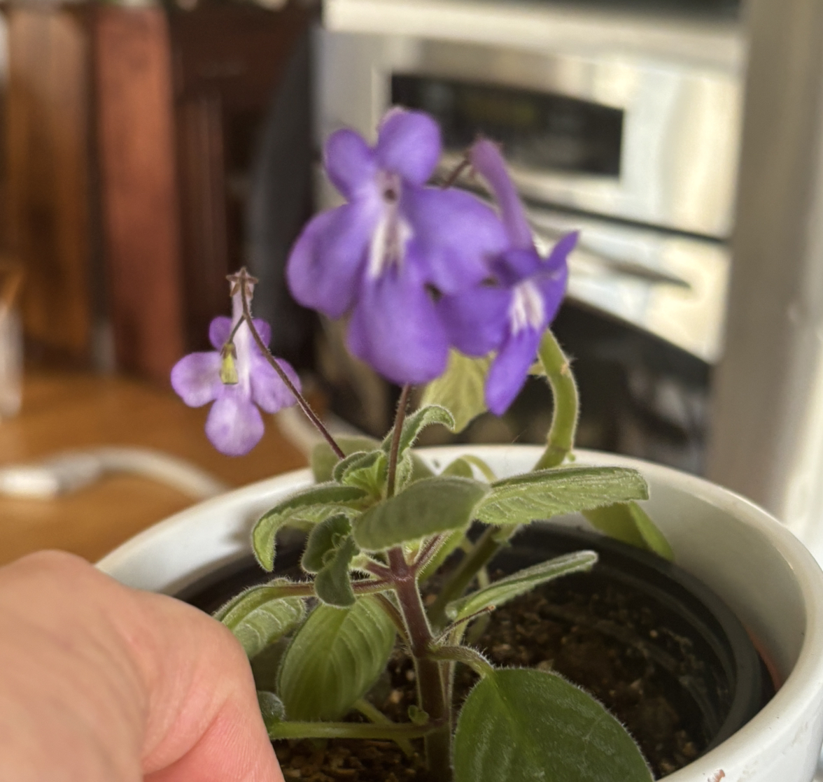 Photo of the plant species Streptocarpella 'Blue' by @StarryGray72 named Doja Cat on Greg, the plant care app