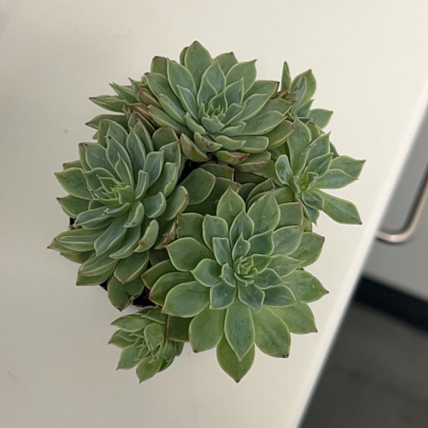 Photo of the plant species Bellum Altair by @ManlyGloriosa97 named Walt on Greg, the plant care app